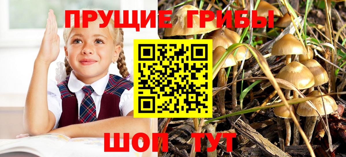 Галлюциногенные грибы Psilocybine cubensis Златоуст